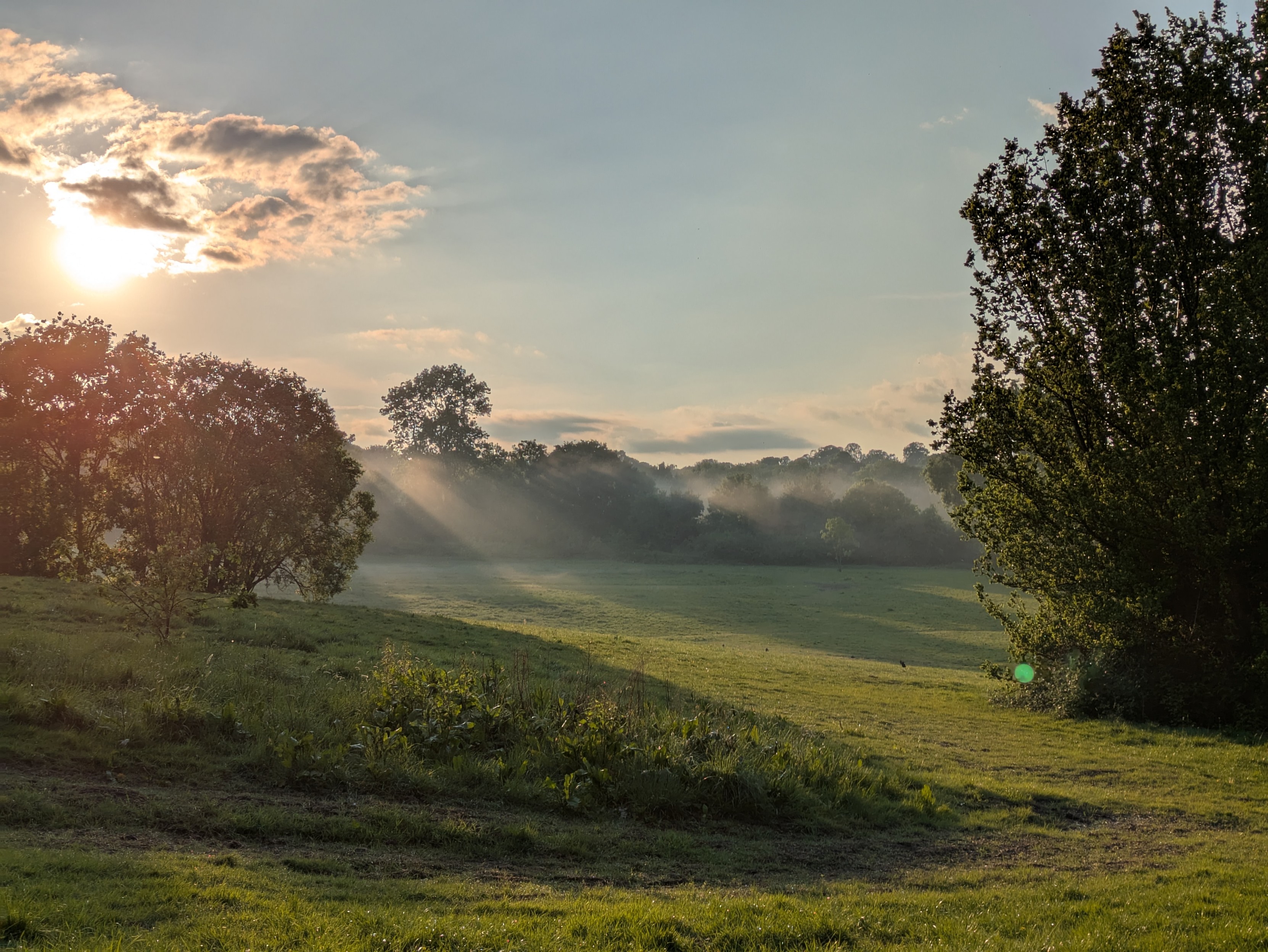 Gentle hill with trees, light mist coming off the ground, setting sun making streaks of light and shade through the trees.