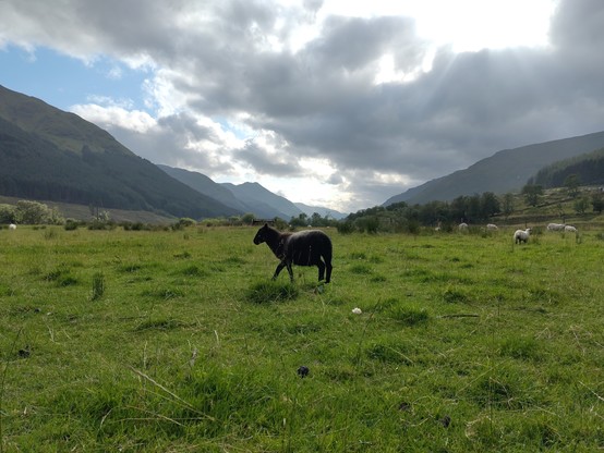 Photo of a dark sheep walking to the left, on green grass, with some other sheep in the distance and hills far away. The sky is still mostly cloudy with blue patches.